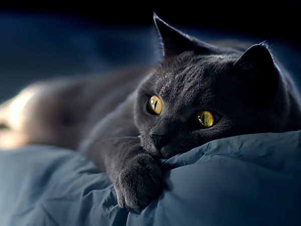 Nằm mơ thấy mèo đen